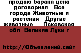 продаю барана цена договорная - Все города Животные и растения » Другие животные   . Псковская обл.,Великие Луки г.